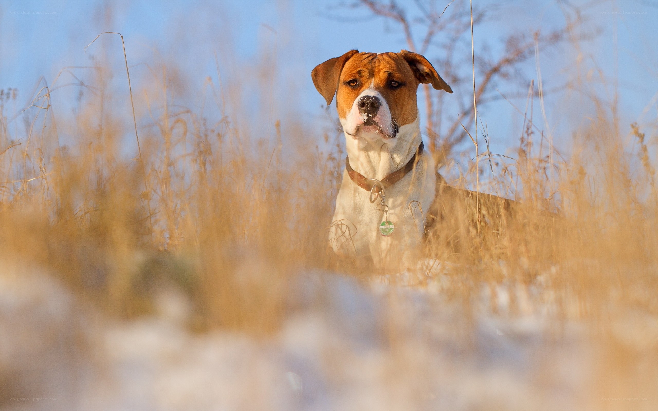 dog in snowy field