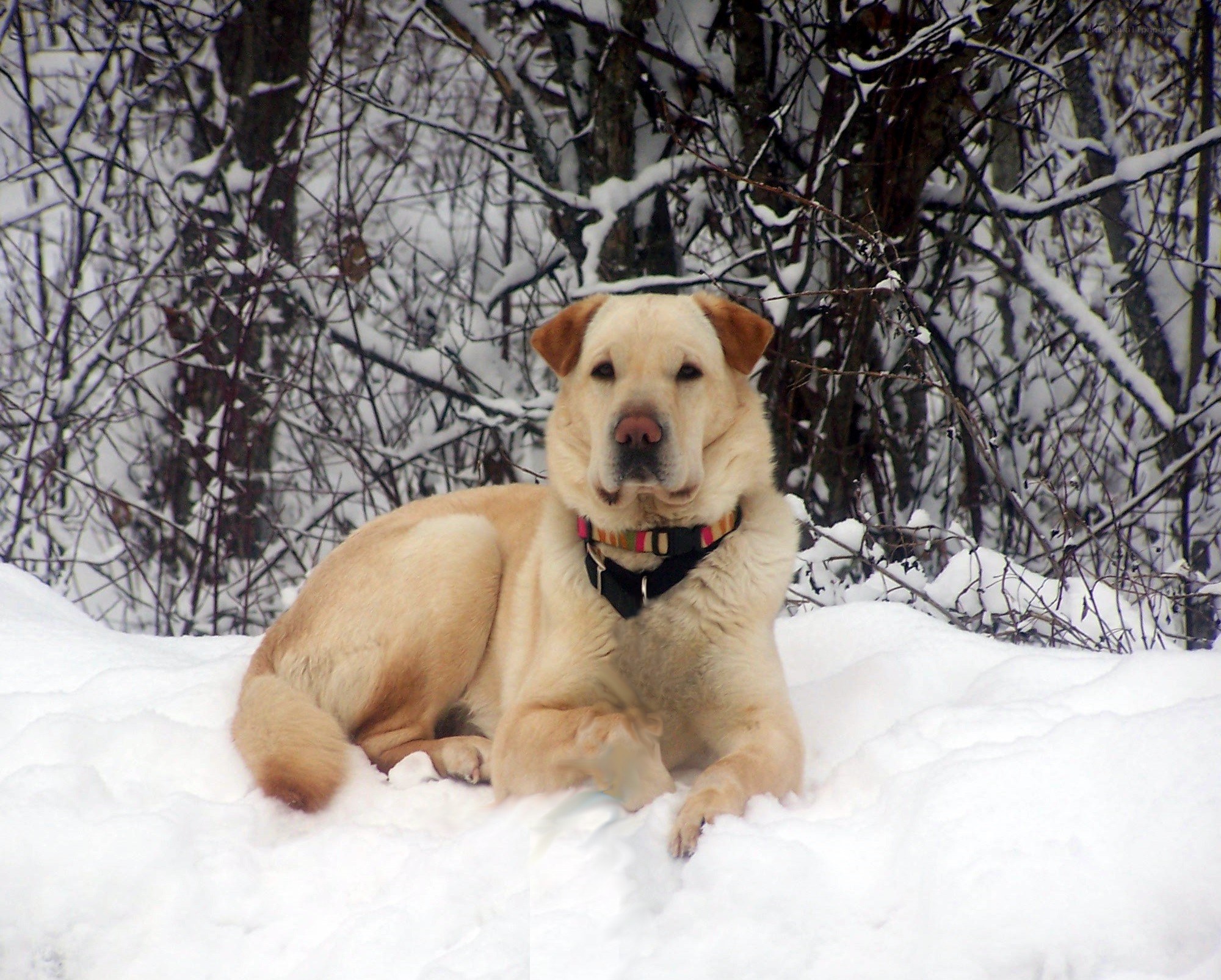 Dog in snowy forest