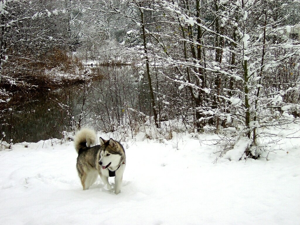 Dog in snowy forest