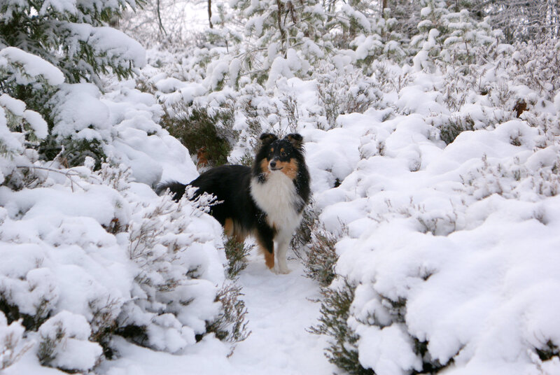 Dog in snowy forest