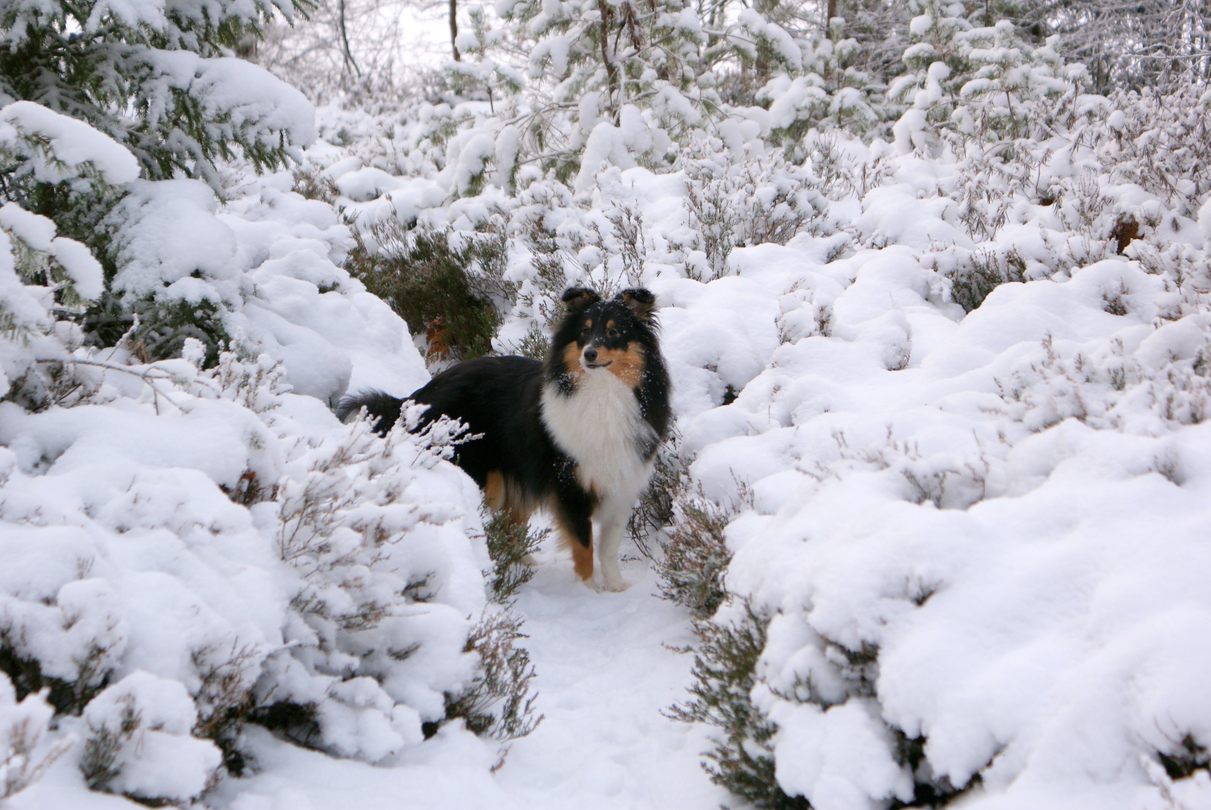 Dog in snowy forest