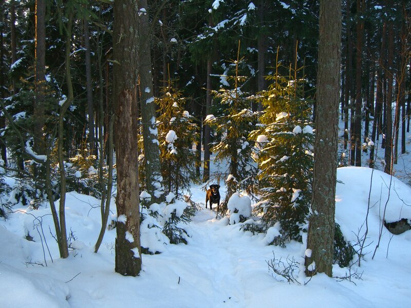 Dog in snowy forest