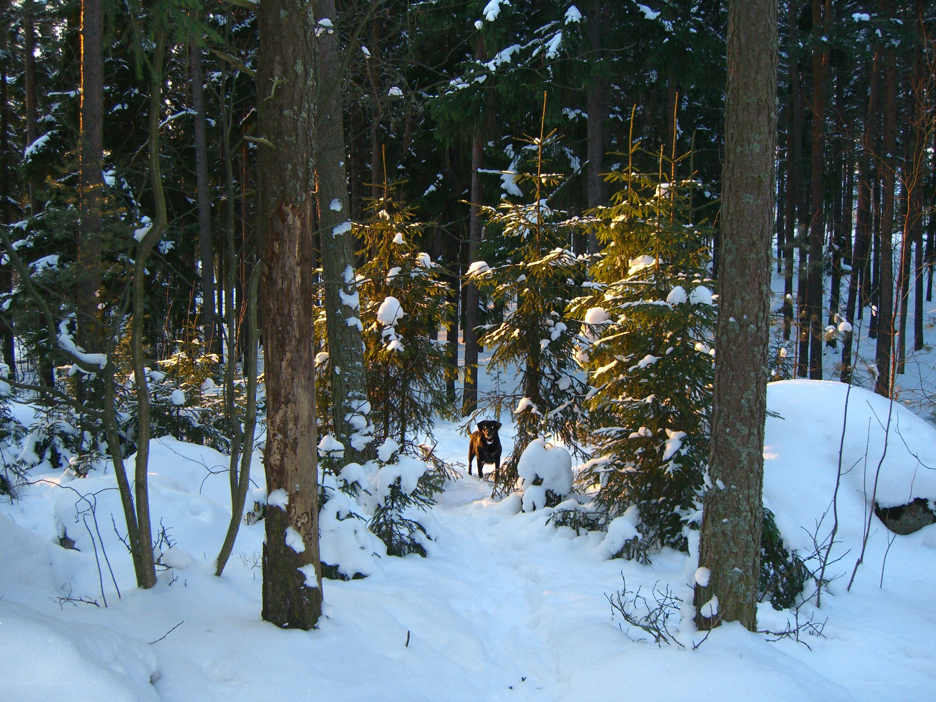 Dog in snowy forest