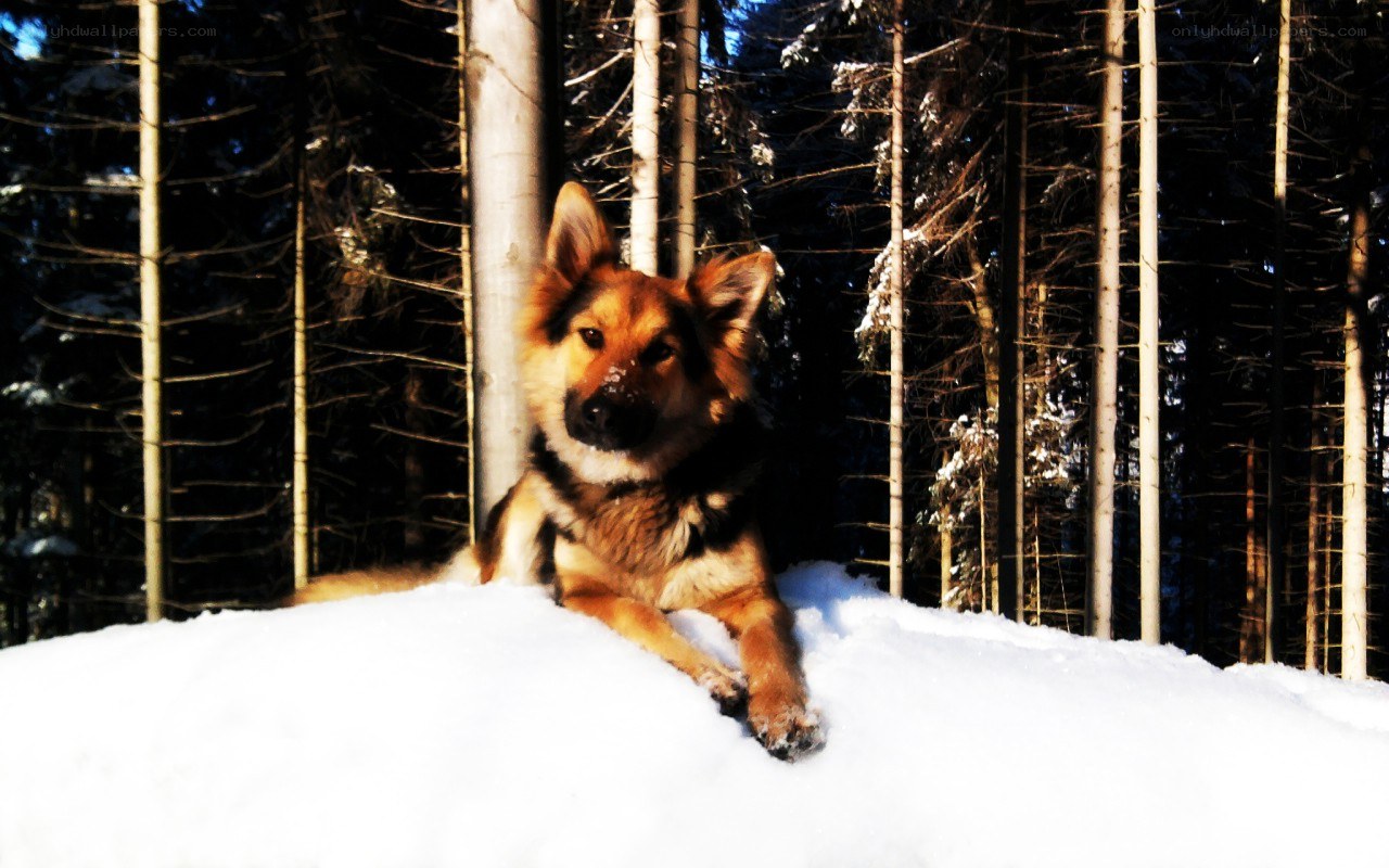 Dog in snowy forest