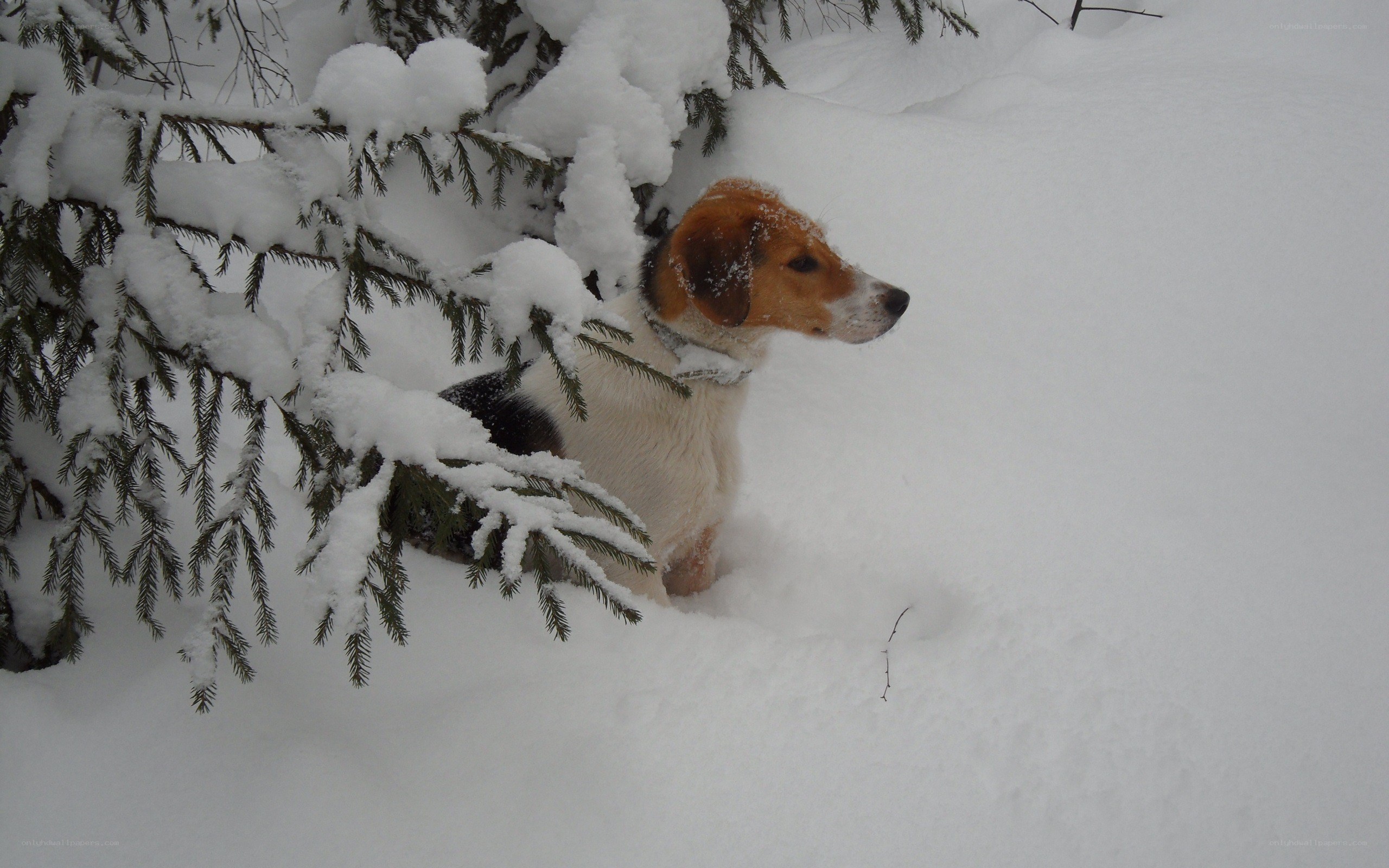 dog in snowy forest