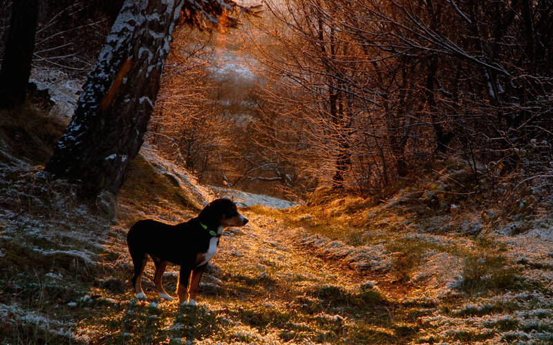 Dog in Snowy Forest — Black, Serene