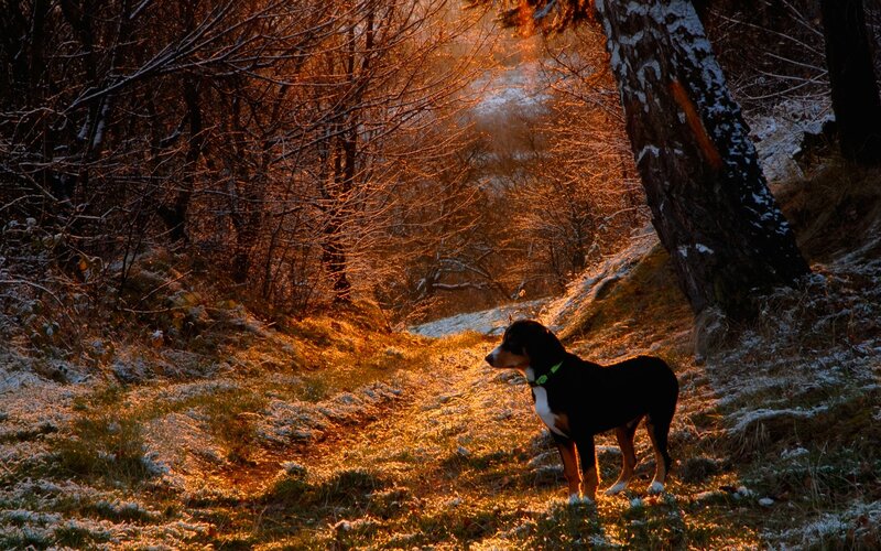 Dog in Snowy Forest — Black