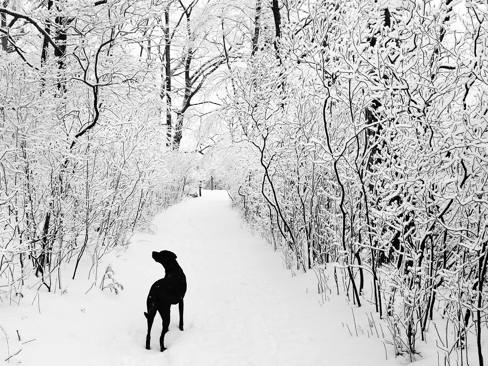 Dog in snowy forest path