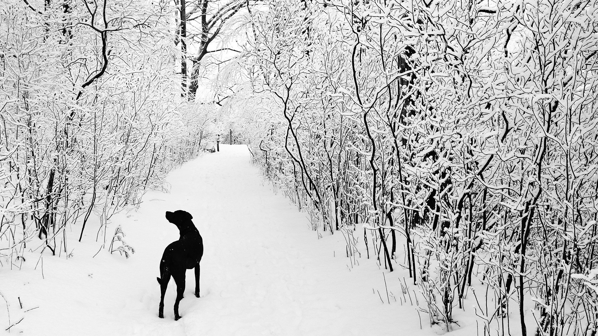 dog in snowy forest path