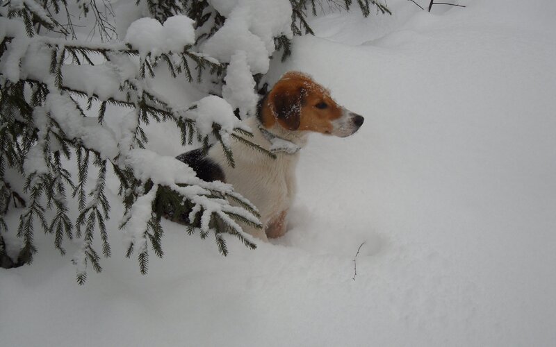 dog in snowy forest