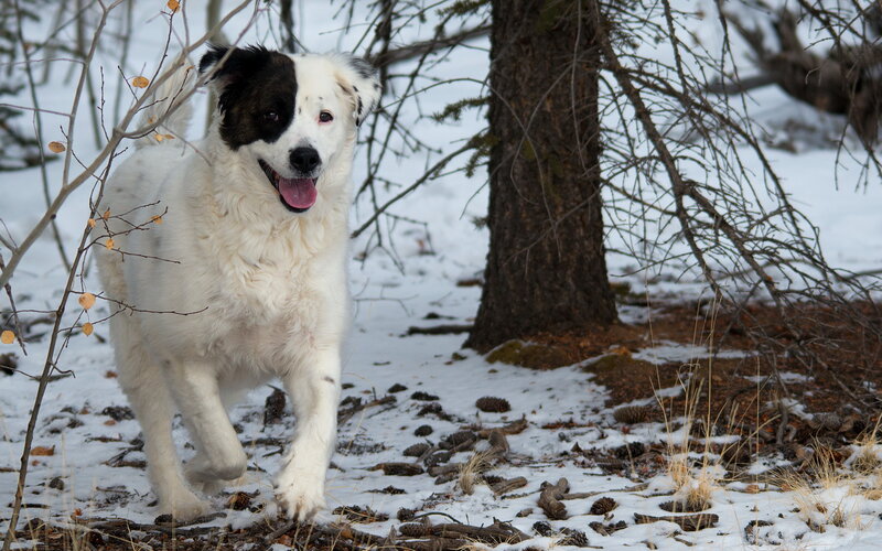 Dog in Snowy Forest — White, Active