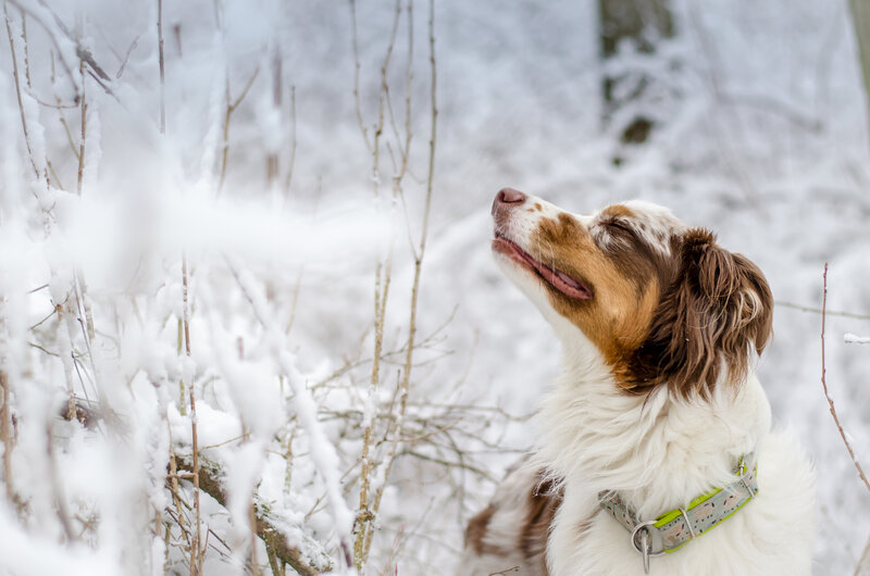 Dog in Snowy Forest — White, Calm