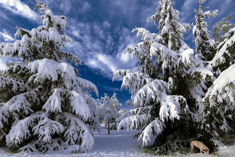 Dog in Snowy Forest — White, Serene