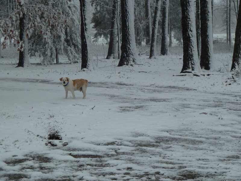 Dog in Snowy Forest — White