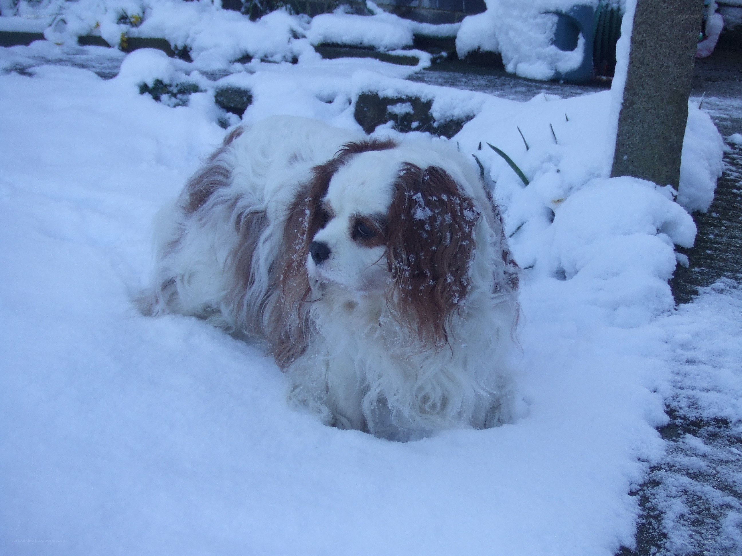dog in snowy garden