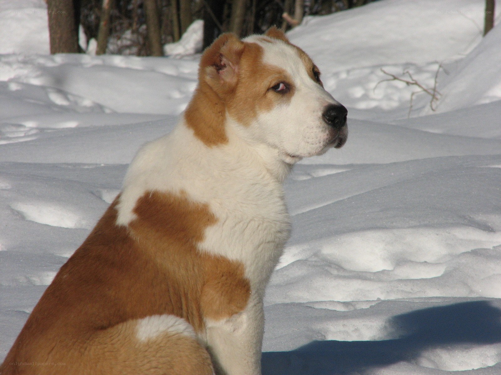 dog in snowy landscape