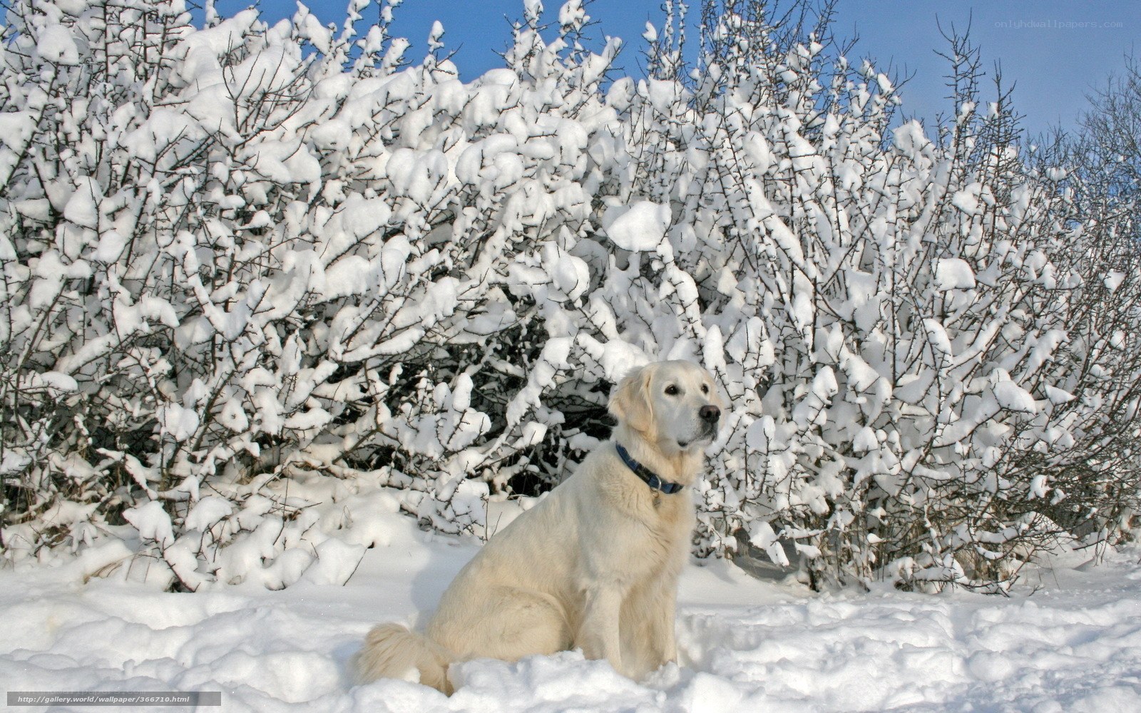 Dog in snowy landscape
