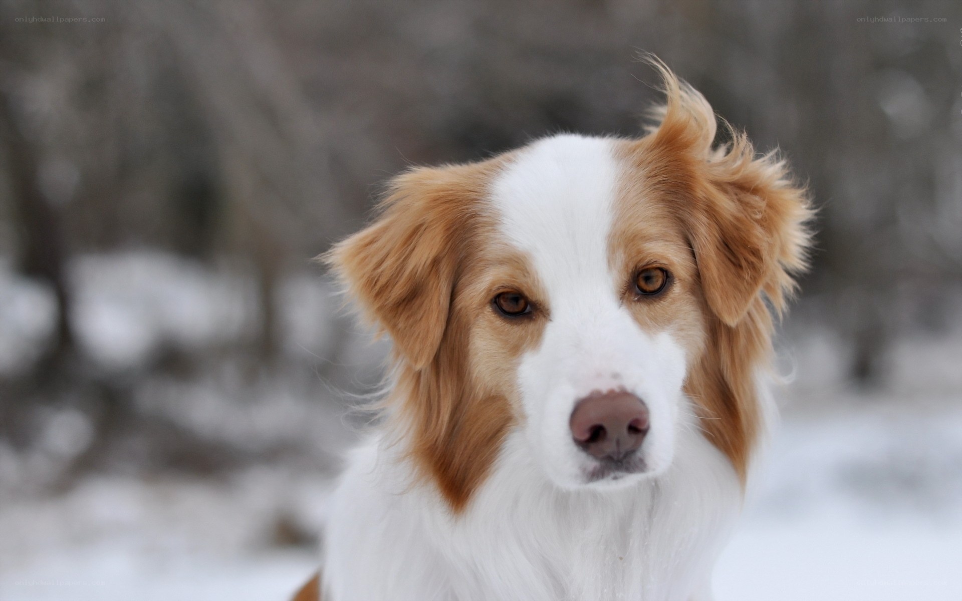 dog in snowy landscape