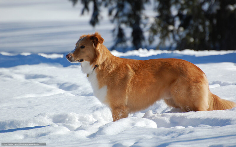 Dog in Snowy Landscape — White, Calm