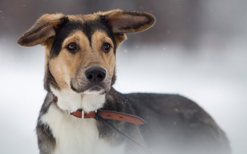 Dog in Snowy Landscape — White