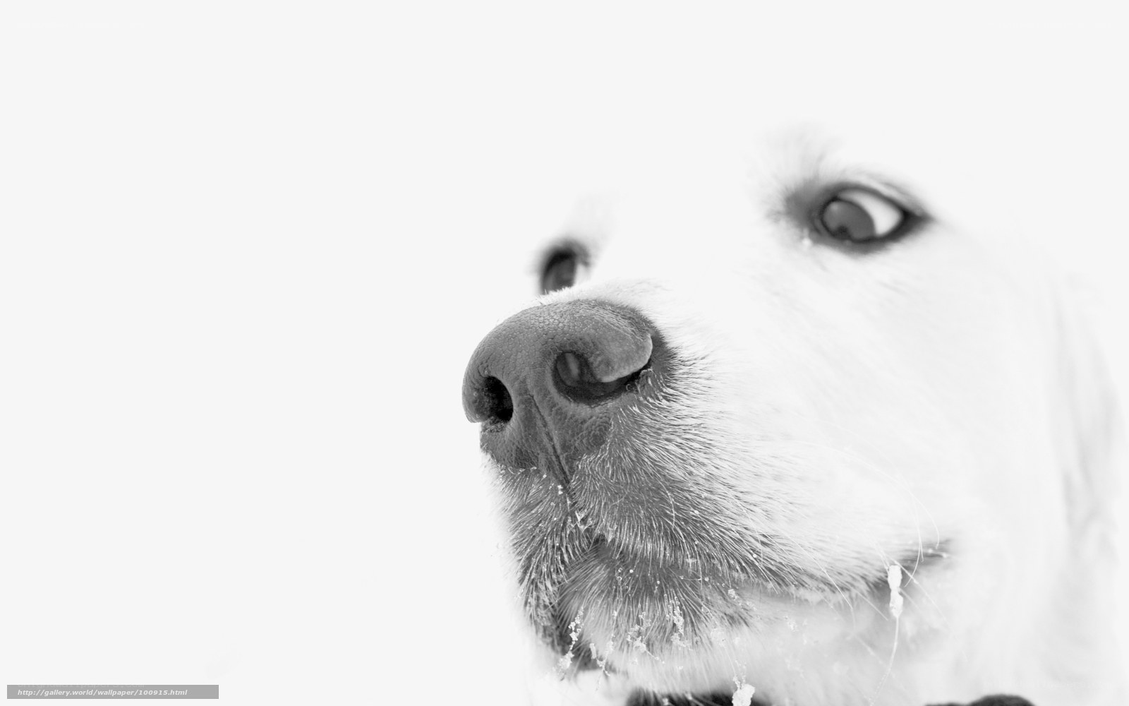 dog in snowy landscape
