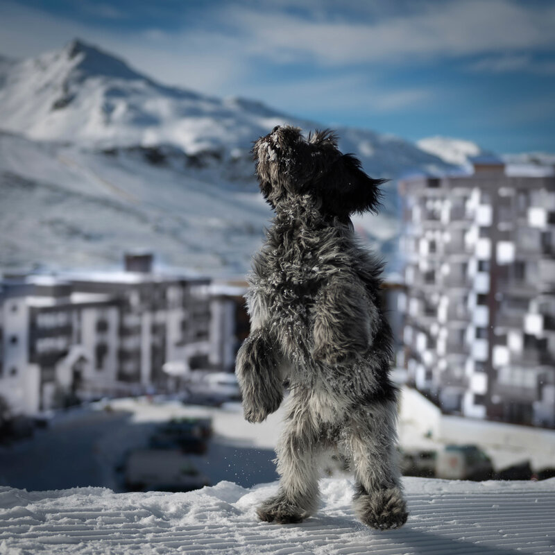 dog in snowy mountains