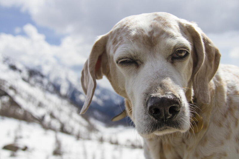 Dog in Snowy Mountains — White