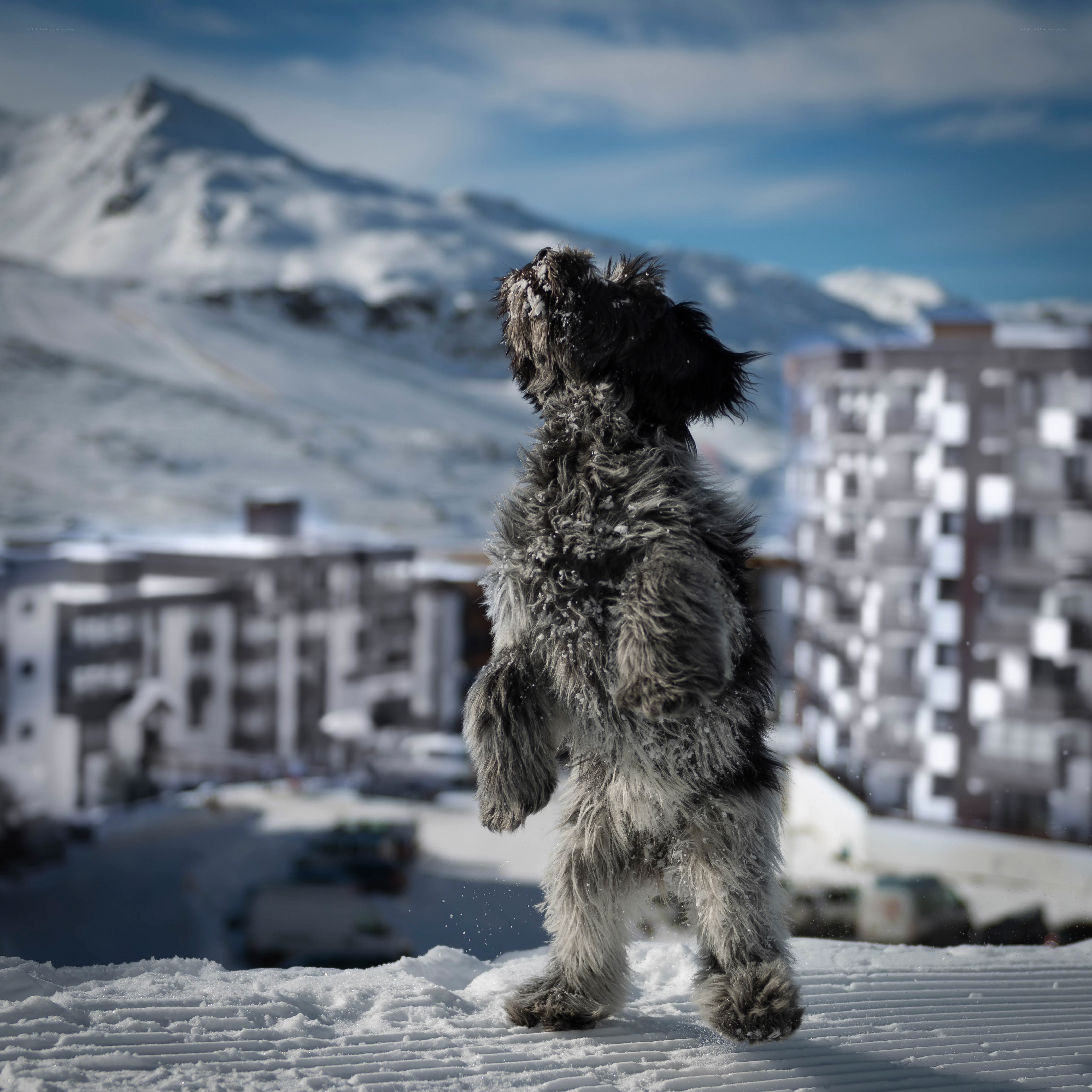 dog in snowy mountains