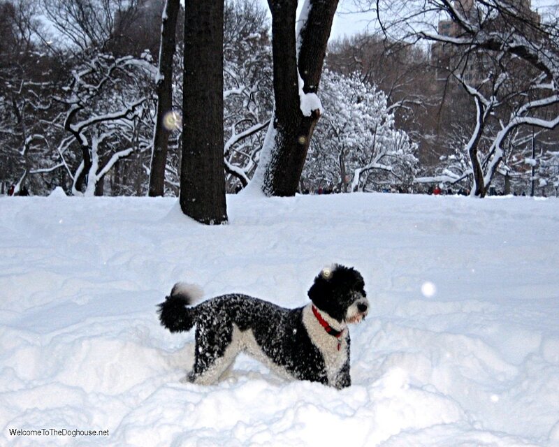 dog in snowy park