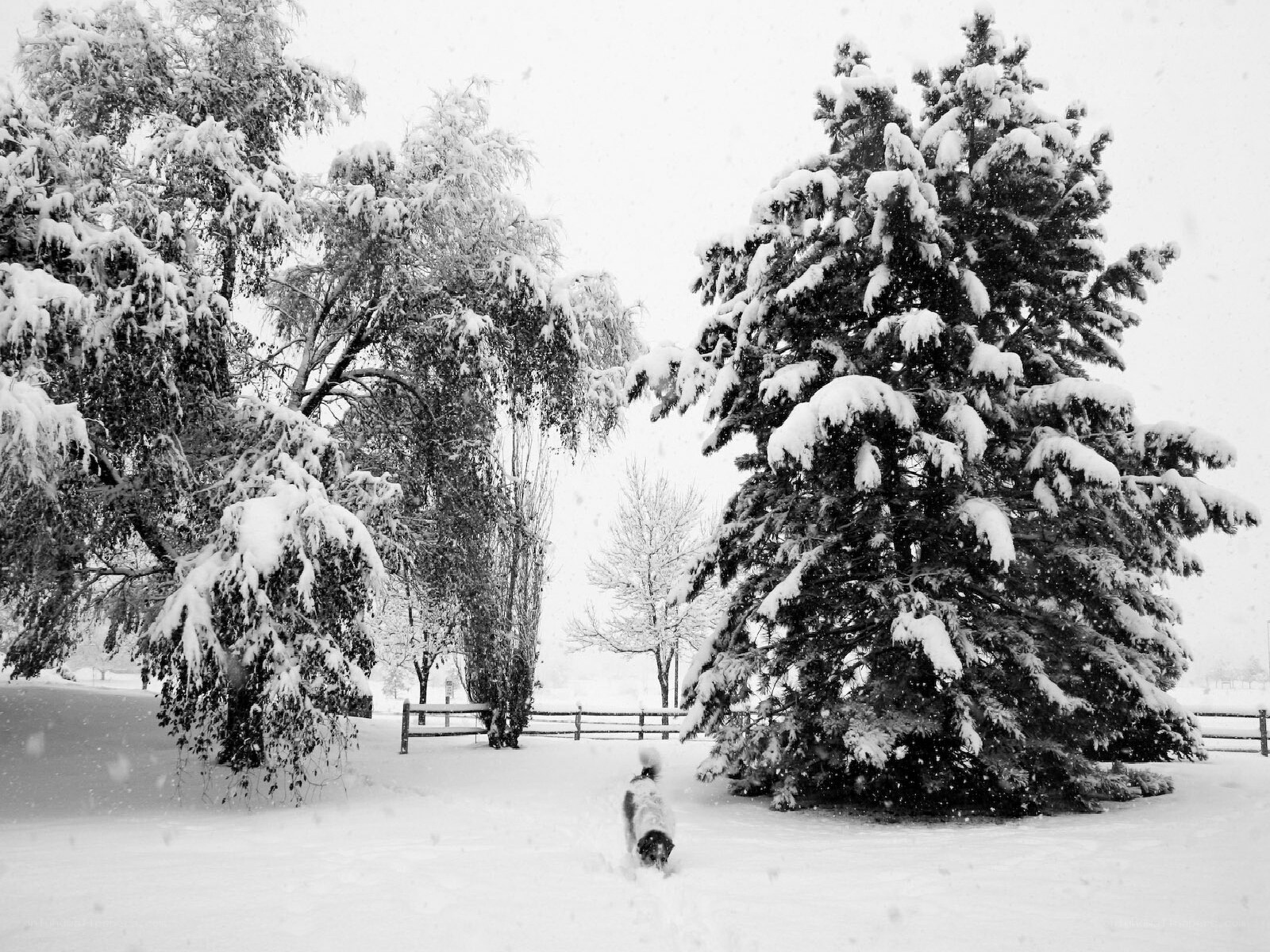 Dog in snowy park