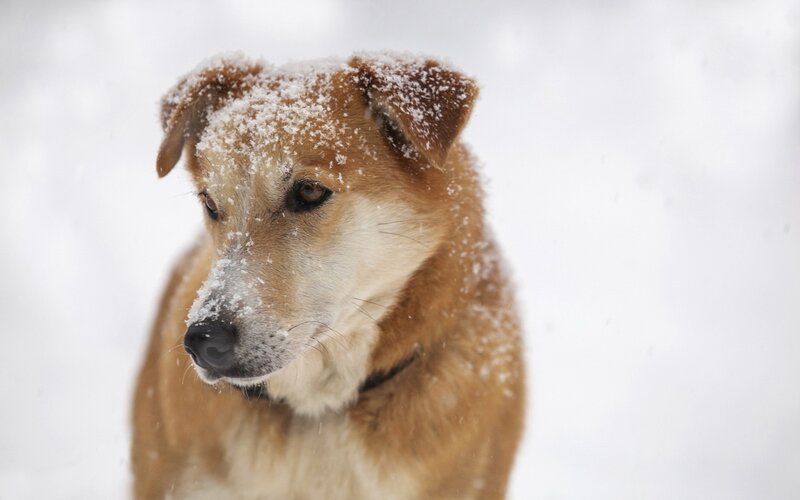 dog in snowy weather