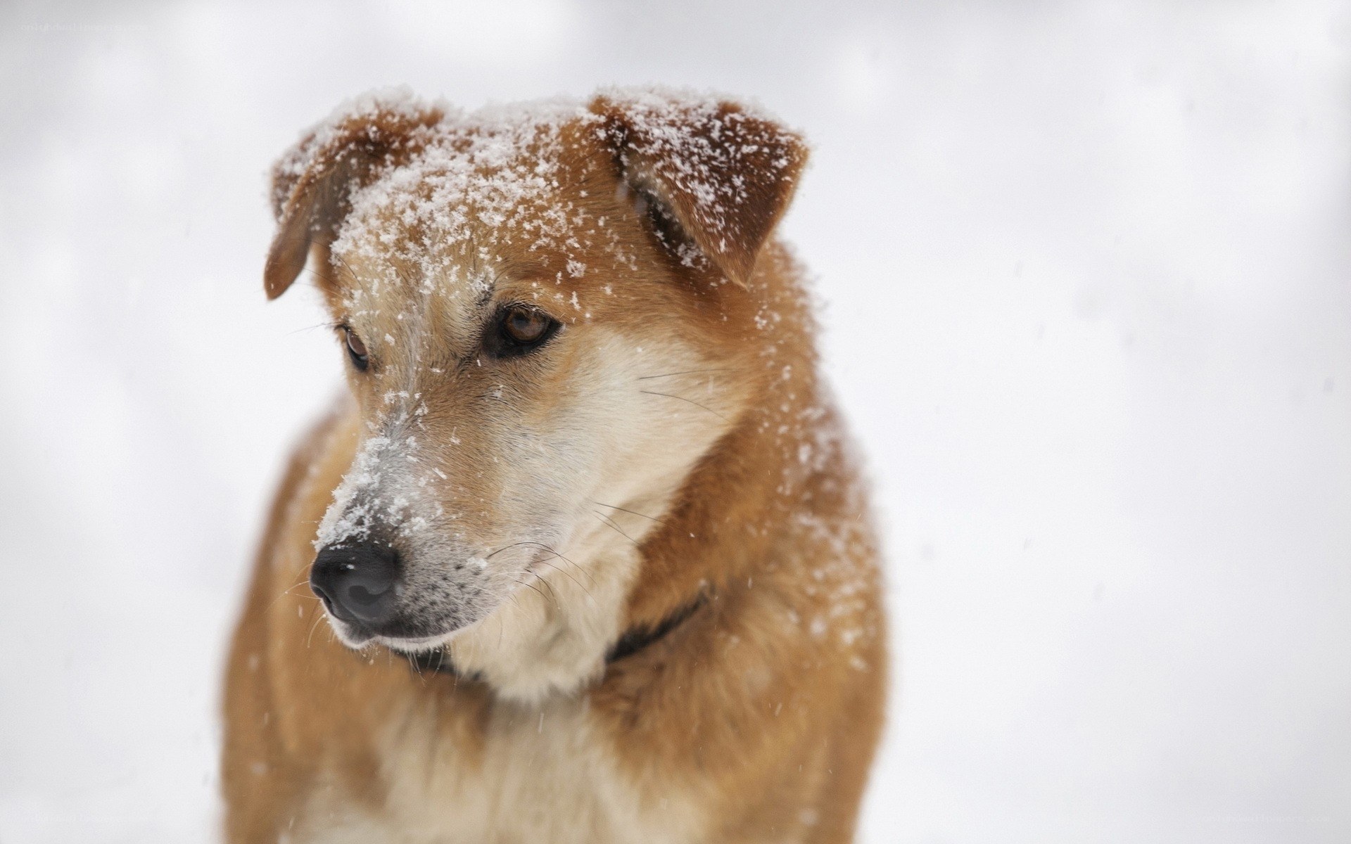 dog in snowy weather