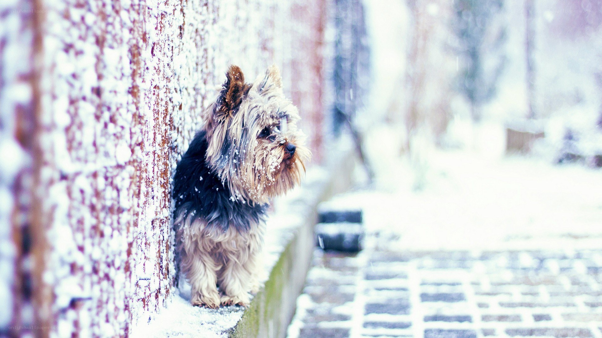dog in snowy winter