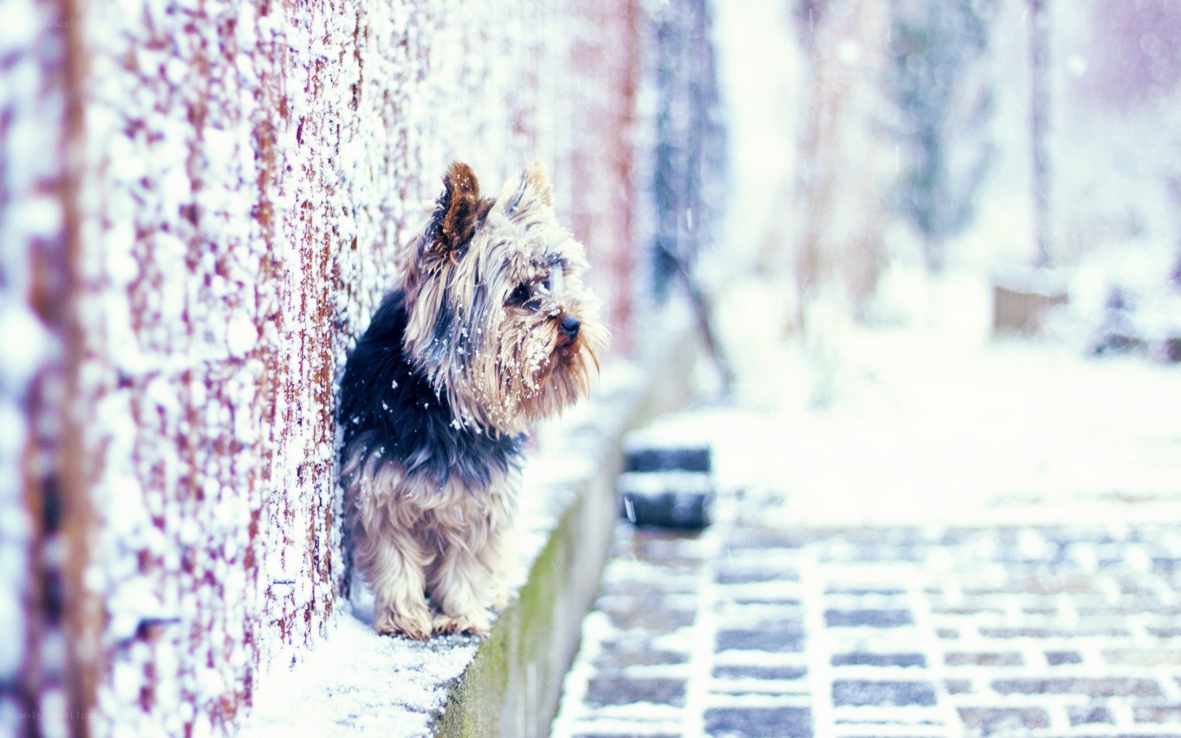 dog in snowy winter