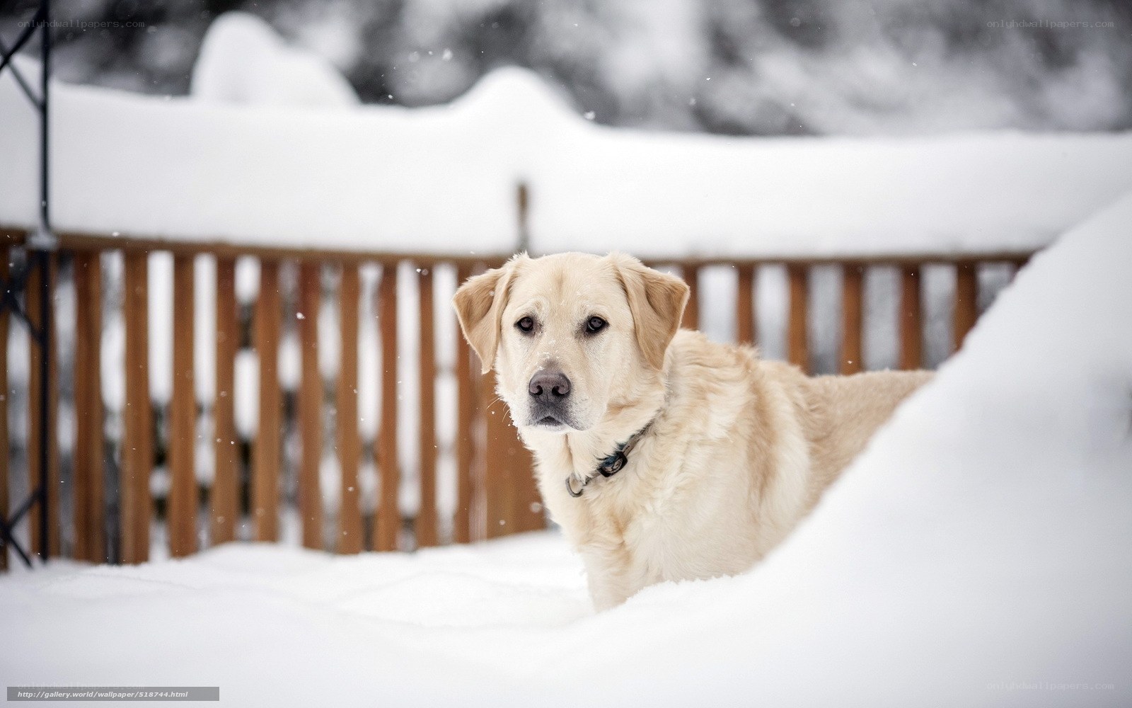 dog in snowy yard