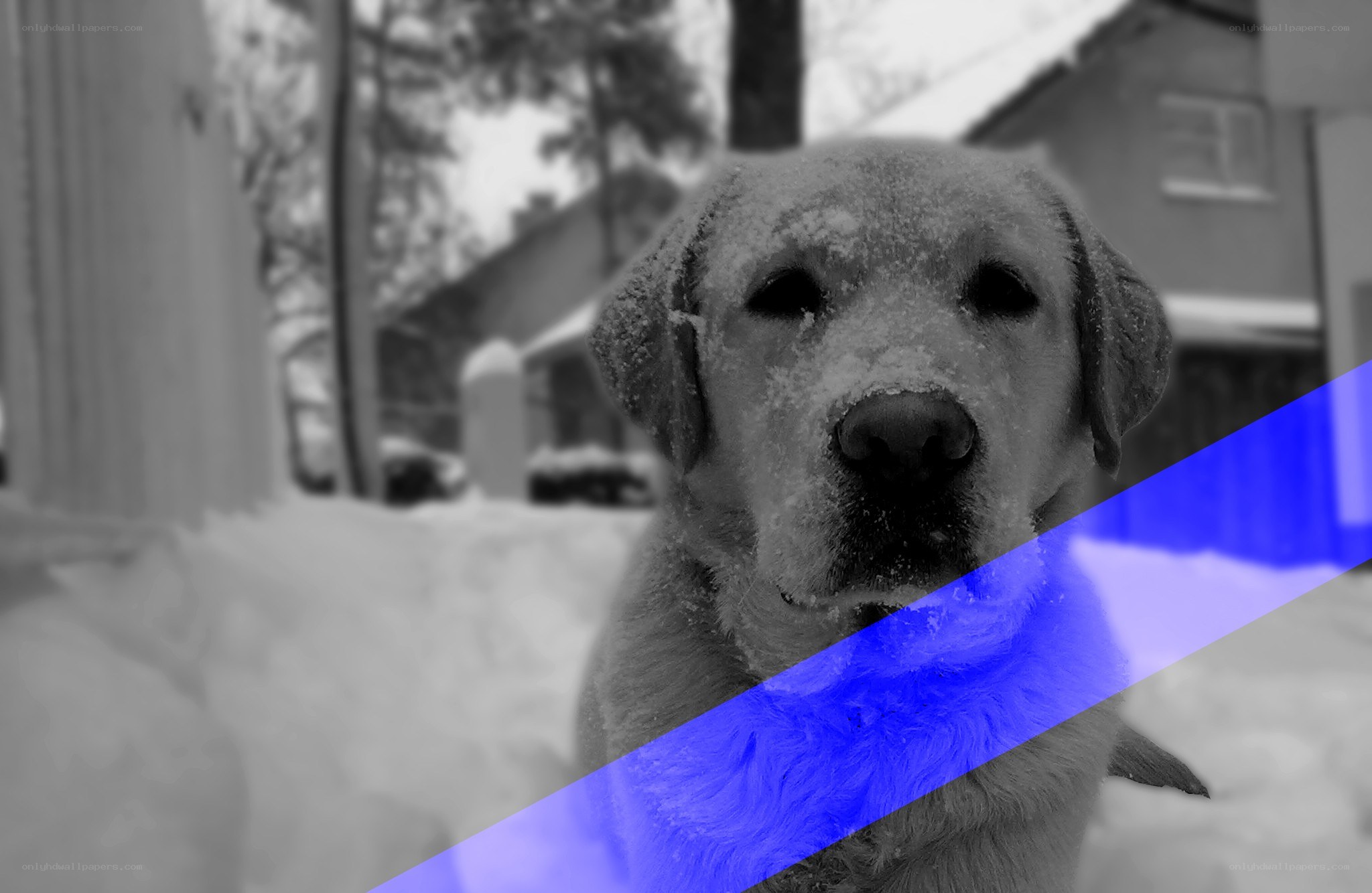 dog in snowy yard