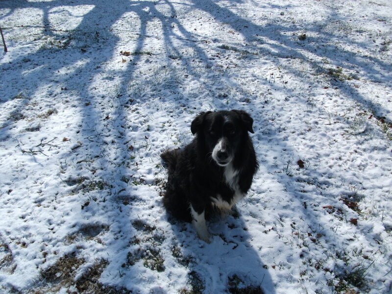 Dog in snowy yard