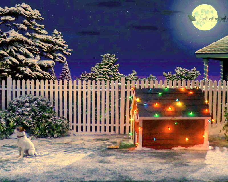 Dog in Snowy Yard — White