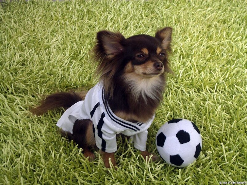 dog in soccer uniform