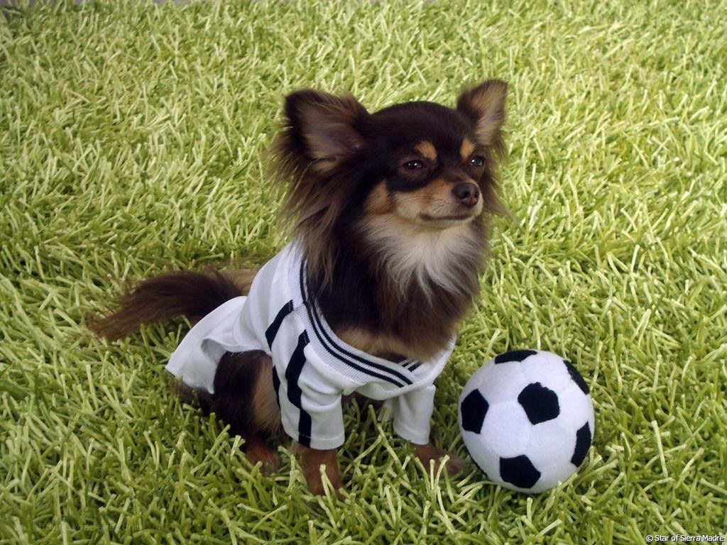 dog in soccer uniform