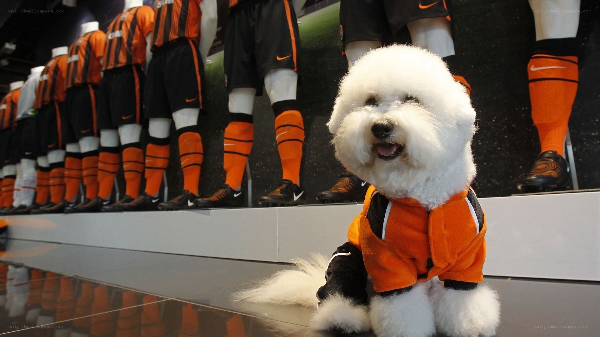 dog in soccer uniform