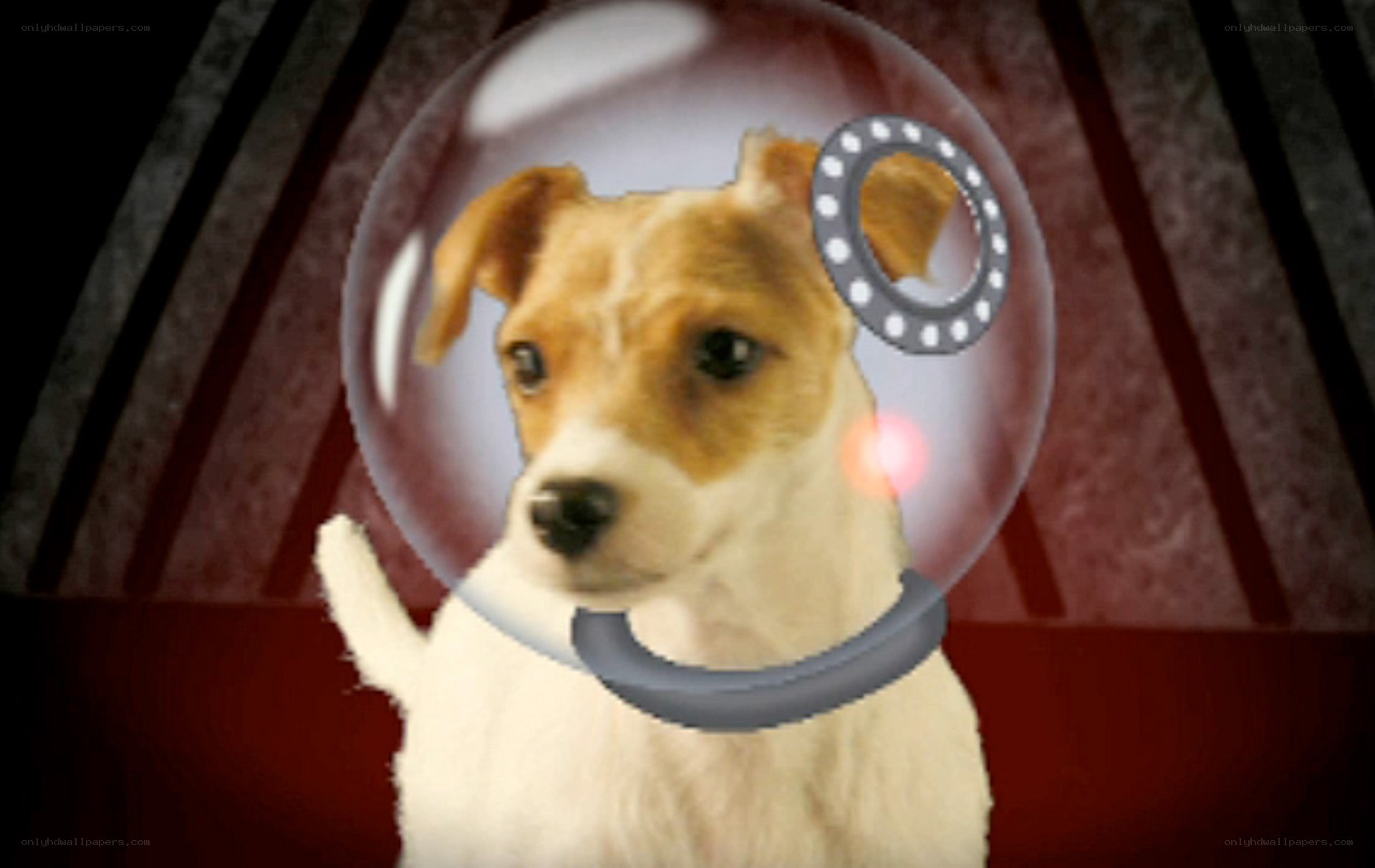 dog in space helmet