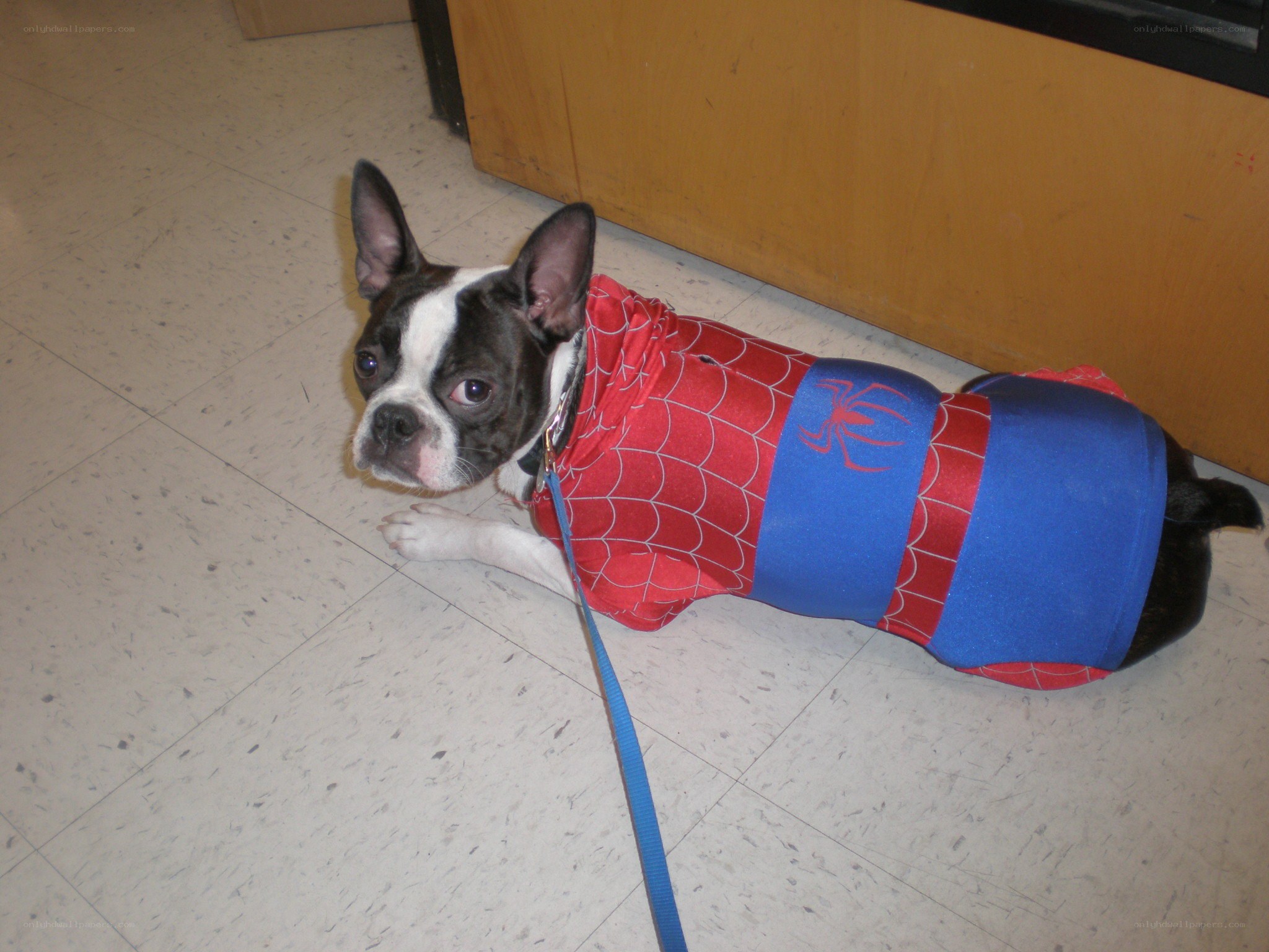 dog in spider-man costume