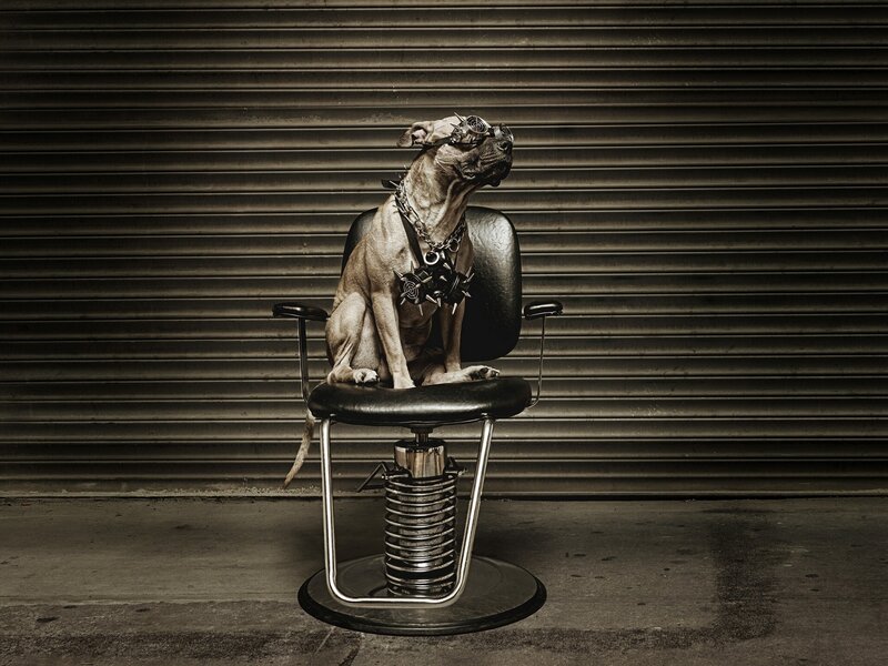 dog in spiked collar on chair