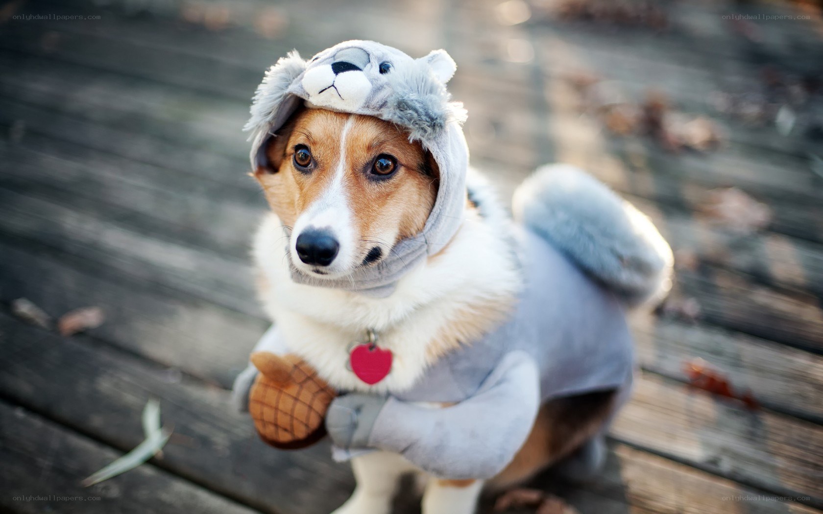 dog in squirrel costume