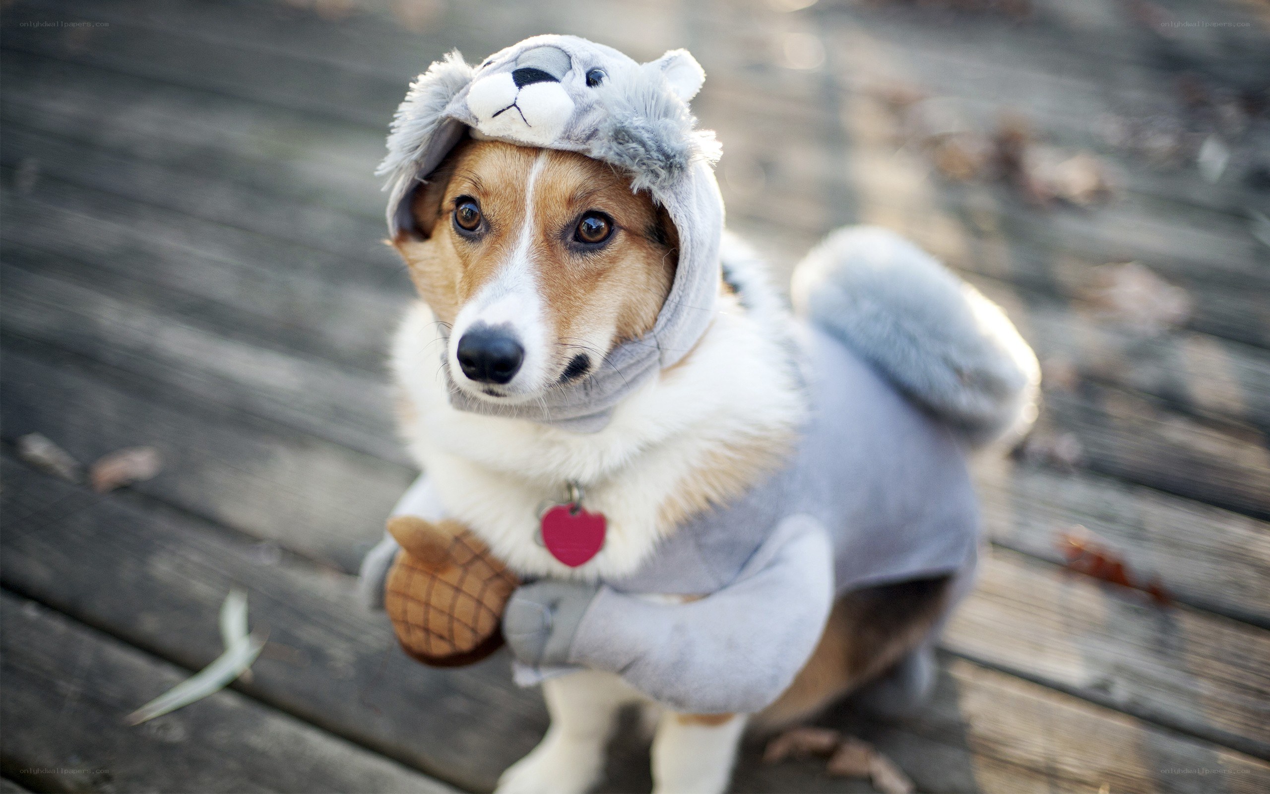 dog in squirrel costume