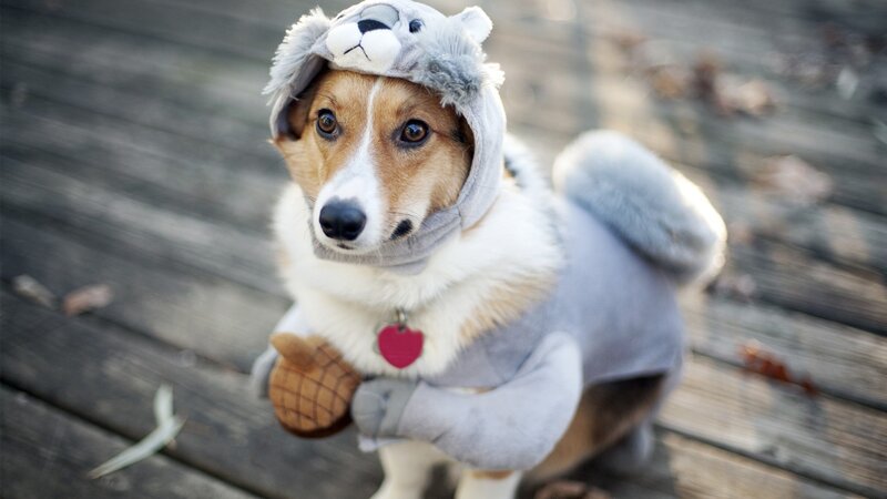 Dog in Squirrel Costume — Gray, Playful