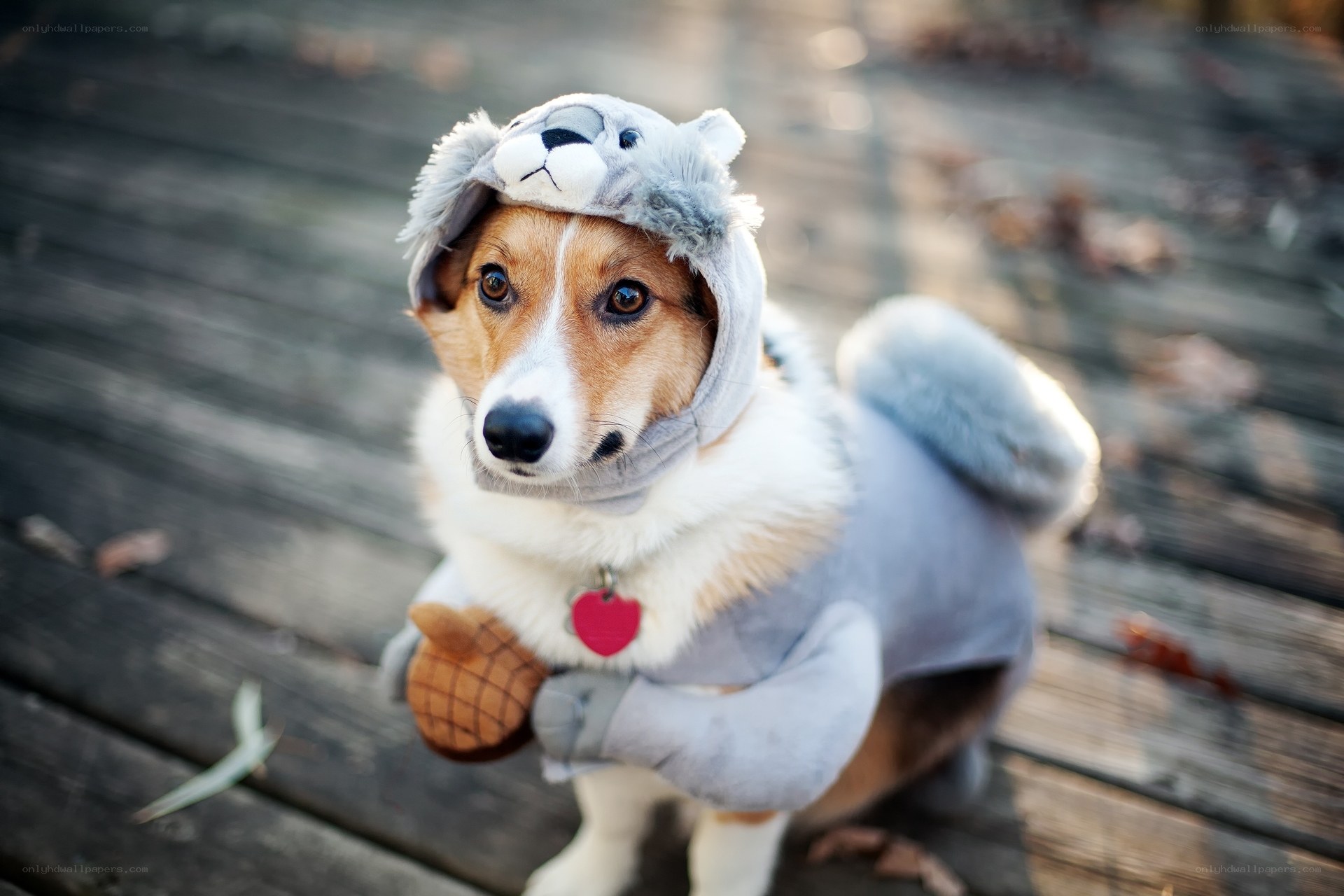 dog in squirrel costume