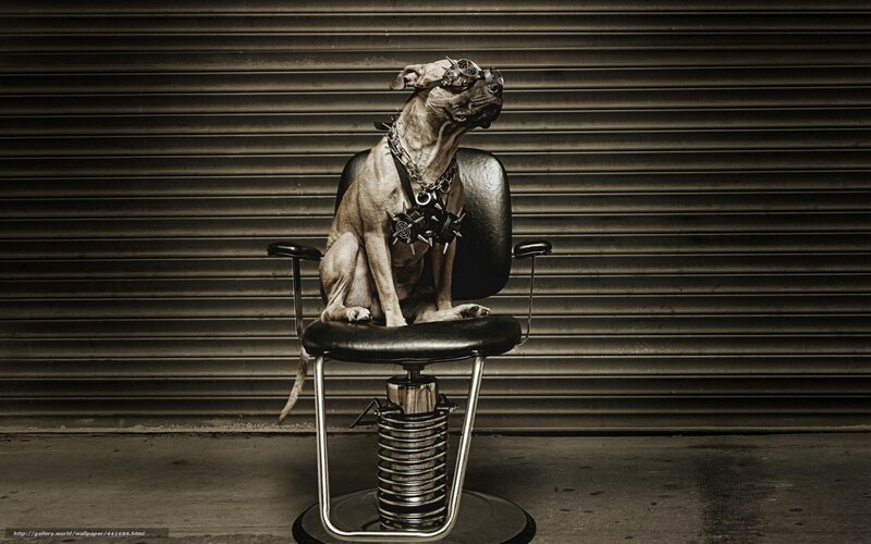 dog in steampunk gear