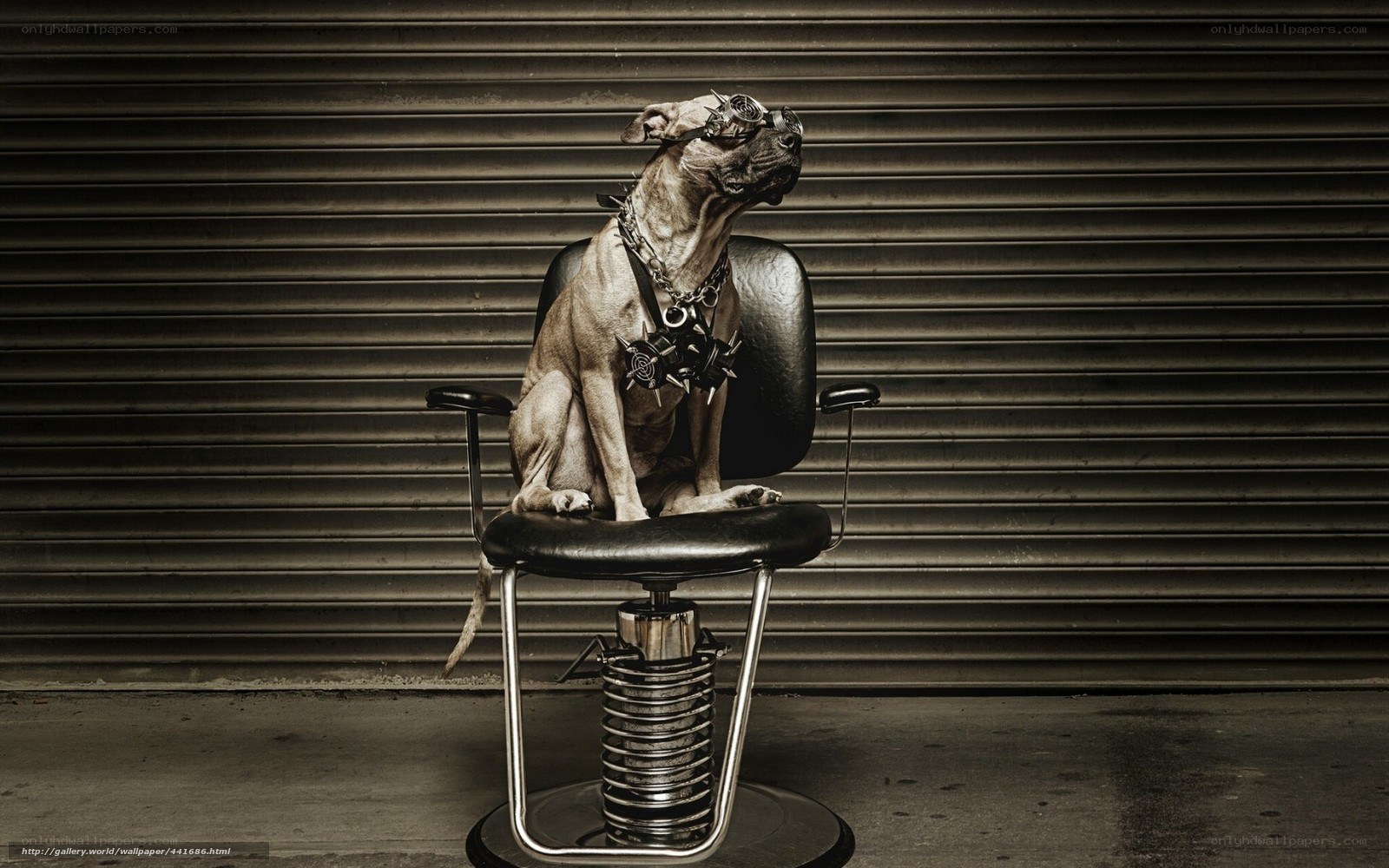 dog in steampunk gear